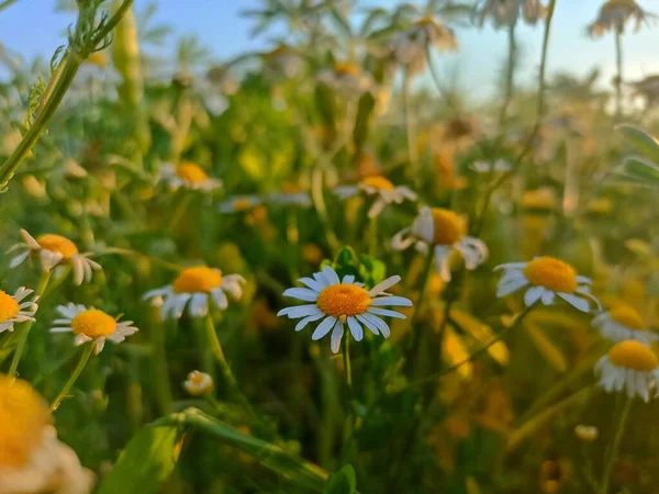 Matricaria chamomilla (synonym: Matricaria recutita), commonly known as chamomile (also spelled camomile), German chamomile, Hungarian chamomile (kamilla), wild chamomile