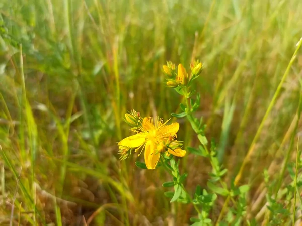 Hypericum perforatum, known as perforate St John's-wort