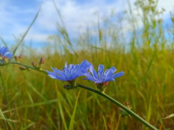 Közönséges Cikória Cichorium Intybus Százszorszép Asteraceae Család Kissé Fás Évelő — Stock Fotó