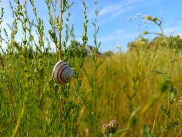 Caucasotachea vindobonensis is a species of medium-sized air-breathing land snail, a terrestrial pulmonate gastropod in the family Helicidae.