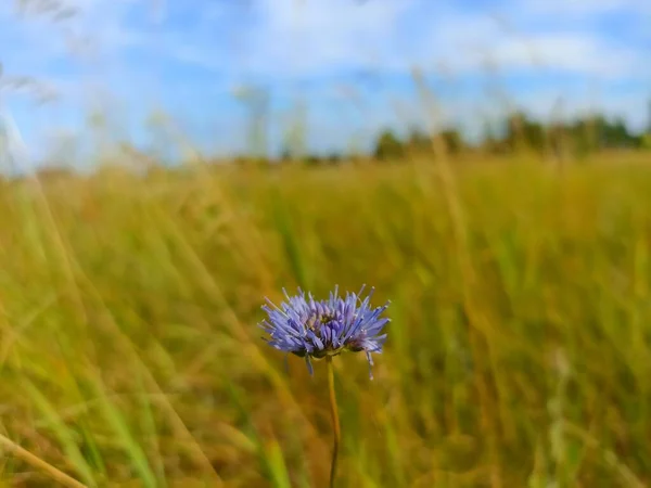 Jasione Montana Low Growing Plant Family Campanulaceae Commonly Sheep Bit — Fotografia de Stock