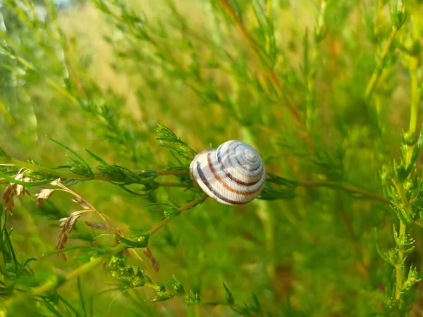 Caucasotachea vindobonensis is a species of medium-sized air-breathing land snail, a terrestrial pulmonate gastropod in the family Helicidae.