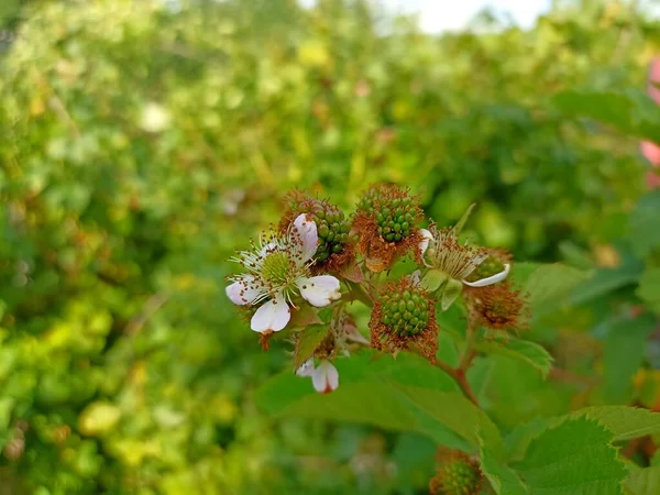 Unripe blackberry in sunlight in the morning.  Blackberry blossom. Green, pink, orange, white colours. Nectar. Healthy food. Floral desktop background. Food background 