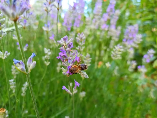 Lavandula (common name lavender). Lavandula angustifolia (lavender most commonly true lavender or English lavender.