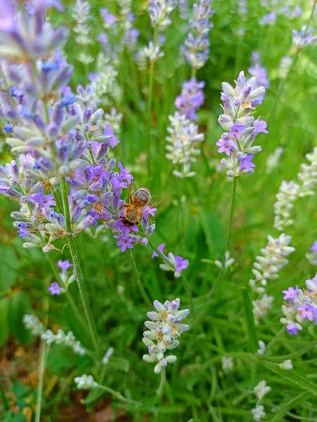 Lavandula (common name lavender). Lavandula angustifolia (lavender most commonly true lavender or English lavender.