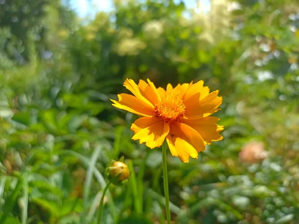 Tithonia diversifolia genellikle marigold, Meksika tournesol, Meksika ayçiçeği, Japon ayçiçeği ya da nitobe kasımpatı olarak bilinir.