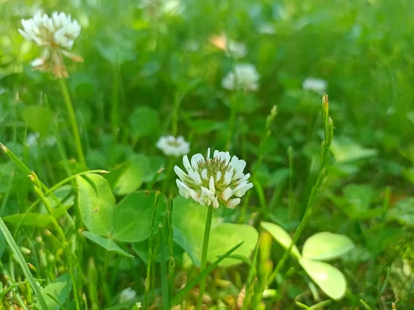 Trifolium Repens Koniczyna Biała Znana Również Jako Koniczyna Holenderska Koniczyna — Zdjęcie stockowe