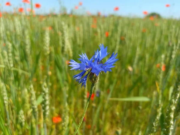 Centaurea cyanus, commonly known as cornflower or bachelor's button. Floral desktop background 