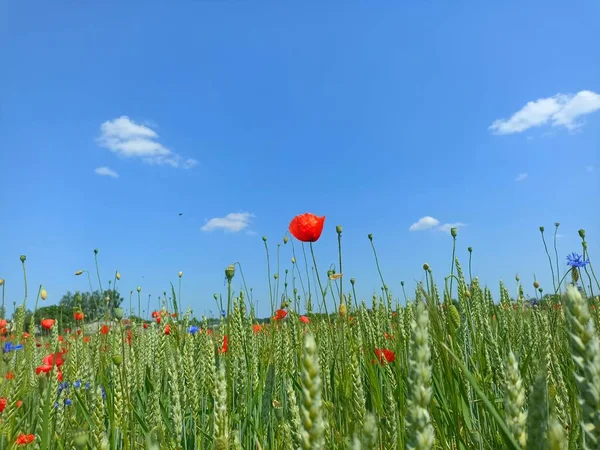 Poppy flower in the field in the summer. Green field. Nature photography. Sunbeams, sunlight, bright colours