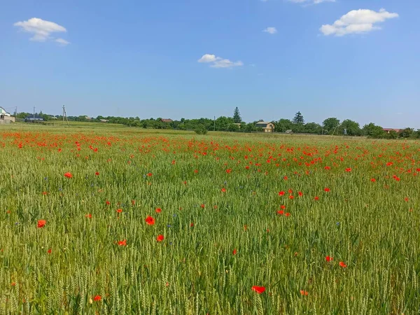 Poppy flower in the field in the summer. Green field. Nature photography. Sunbeams, sunlight, bright colours