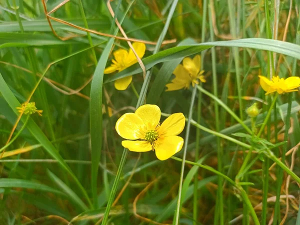 Ranunculus Polyanthemos Species Flowering Plant Belonging Family Ranunculaceae — Stock Fotó