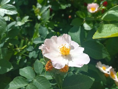 Rosa Canina, genel olarak köpek gülü olarak bilinir. Açık pembe çiçekler koyu yapraklar üzerinde