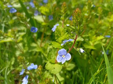 Veronica Chamaedrys, Alman hız kuyusu, kuş bakışı hız, ya da kedi gözü.