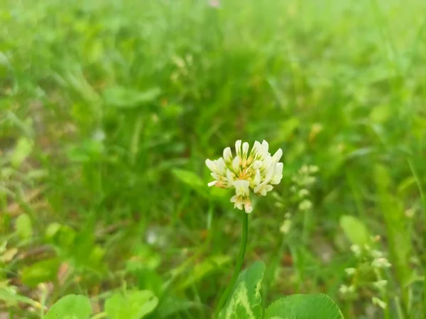 Trifolium Repens Thewhite Clover Also Known Asdutch Clover Ladino Clover — Fotografia de Stock