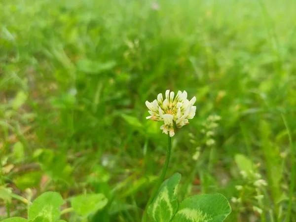 Trifolium Repens Trébol Blanco También Conocido Como Trébol Holandés Trébol —  Fotos de Stock