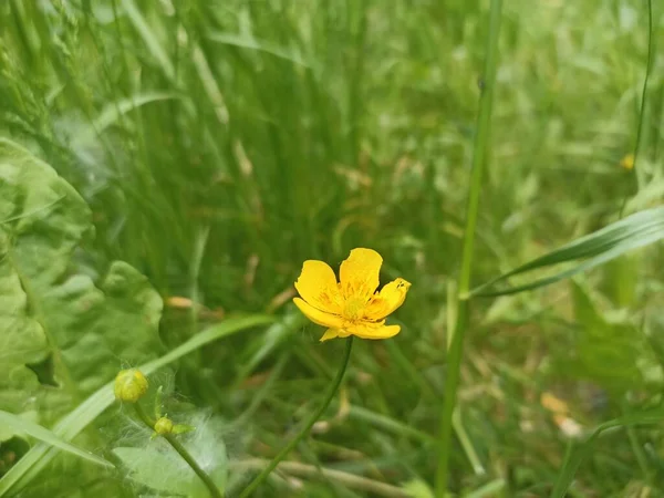 Ranunculus Polyanthemos Una Especie Planta Con Flores Perteneciente Familia Ranunculaceae —  Fotos de Stock