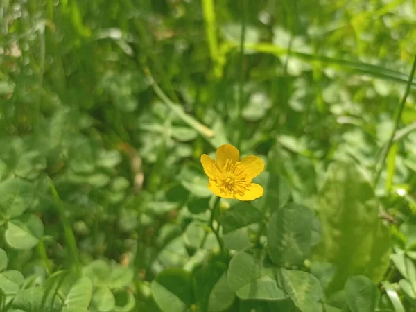 Ranunculus Polyanthemos Una Especie Planta Con Flores Perteneciente Familia Ranunculaceae —  Fotos de Stock