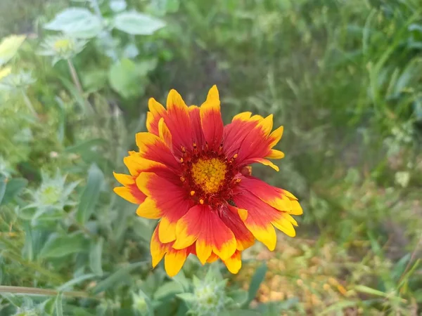Gaillardia pulchella in field. Desktob background. Red, orange, yellow flowers blooming in the field. Commonly called firewheel, Indian blanket, Indian blanketflower, or sundance)