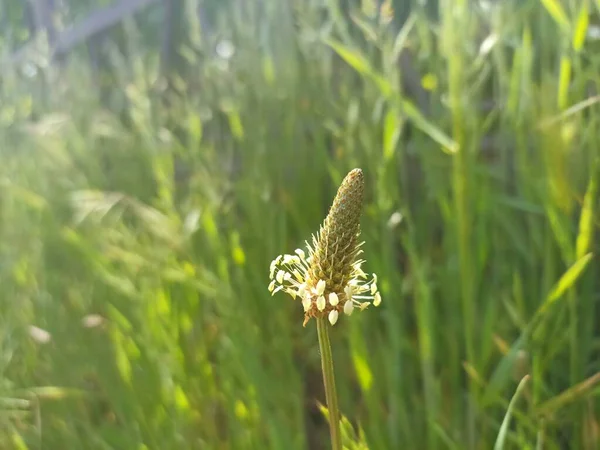 Plantago Lanceolata Druh Čeledi Plantaginaceae Známý Pod Názvy Ribwort Plantain — Stock fotografie