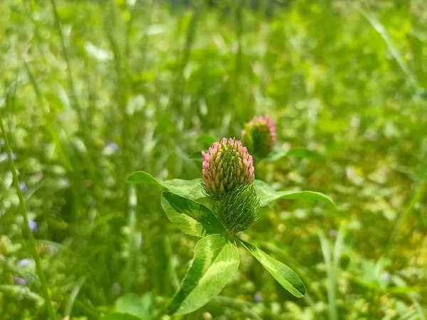 Trifolium pratense, the red clover, is a herbaceous species of family Fabaceae. Eucera longicornis is a species of bee in the family Apidae, subfamily Apinae, and tribe Eucerini, the long-horned bees.