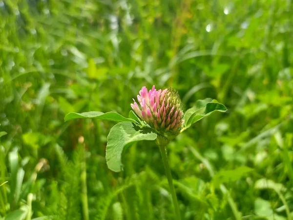 Trifolium Pratense Red Clover Herbaceous Species Family Fabaceae Eucera Longicornis — Stock Fotó