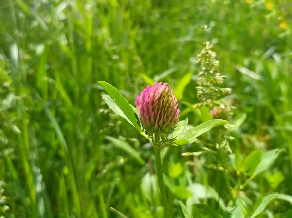 Trifolium Pratense Red Clover Herbaceous Species Family Fabaceae Eucera Longicornis — Fotografia de Stock