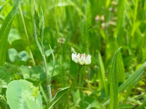Trifolium Repens Thewhite Clover Also Known Asdutch Clover Ladino Clover — Fotografia de Stock