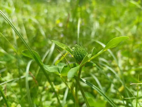 Trifolium pratense, the red clover, is a herbaceous species of family Fabaceae. Eucera longicornis is a species of bee in the family Apidae, subfamily Apinae, and tribe Eucerini, the long-horned bees.