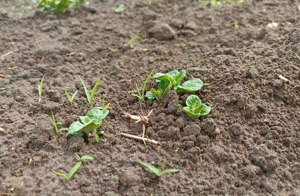 Potato field in Ukraine. Agricaltural view