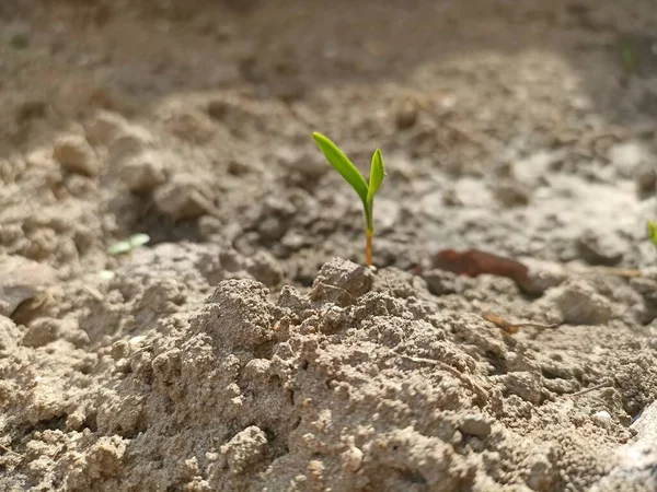 Photography of a little plant growing up in the ground. Sprout growing from ground in the warm spring. Begining of life. Nature photography. Seasonal specific. Sun, plants, ground. Green tiny sprout.
