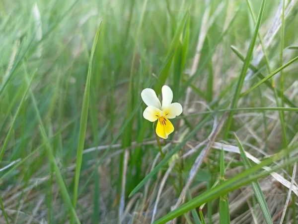 Viola Arvensis Species Violet Known Common Name Field Pansy Desktop — Stock Fotó