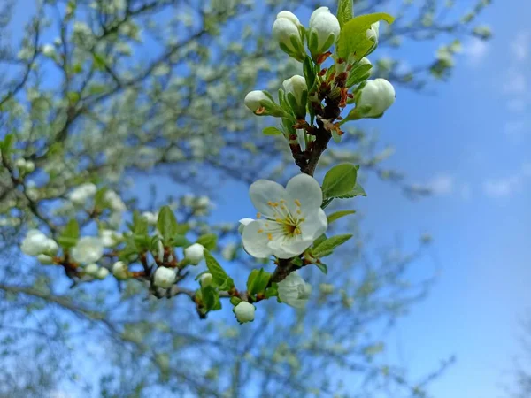 Plum Blossom Spring White Blooming Tree Branches Sky Nature Photography — Stock Photo, Image