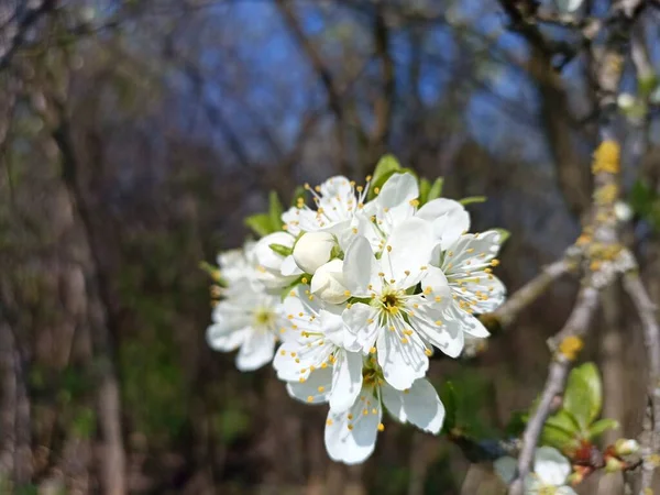 Plum blossom in the spring. White blooming, tree branches, sky. Nature photography of spring. Seasonal specific. Warm days of spring. Tenderness