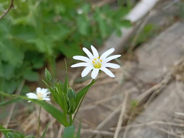 Rabelera Holostea Known Greater Stitchwort Greater Starwort Addersmeat Perennial Herbaceous — Stock Fotó