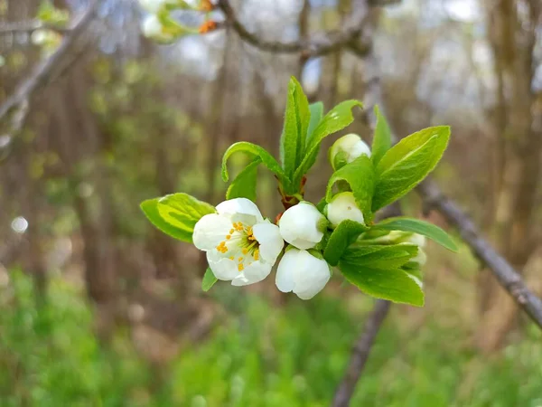 Plum blossom in the spring. White blooming, tree branches, sky. Nature photography of spring. Seasonal specific. Warm days of spring. Tenderness