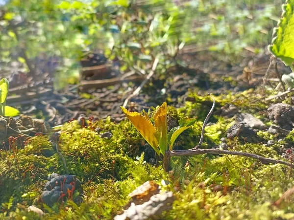 Toprakta büyüyen küçük bir bitkinin fotoğrafı. Sıcak baharda topraktan filizlenen bir bitki. Yaşamın başlangıcı. Doğa fotoğrafçılığı. Mevsime özel. Güneş, bitkiler, toprak. Yeşil küçük filiz. 