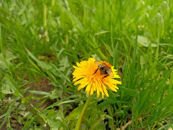 Small dandelion and dark grass. Bee