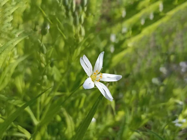 Rabelera Holostea Known Greater Stitchwort Greater Starwort Addersmeat Perennial Herbaceous — Stock Fotó