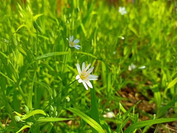Rabelera holostea, known as greater stitchwort, greater starwort, and addersmeat, is a perennial herbaceous flowering plant in the family Caryophyllaceae