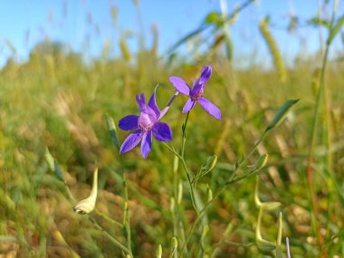 Consolida regalis, known asforking larkspur,rocket-larkspur, andfield larkspur. Floral desktop background. Doubtful knight's spur, rocket larkspur. Floral desktop background