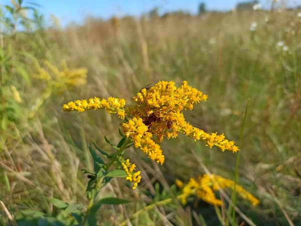 Solidago canadensis, Kanada altın çubuğu ya da Kanada altın çubuğu olarak bilinir.