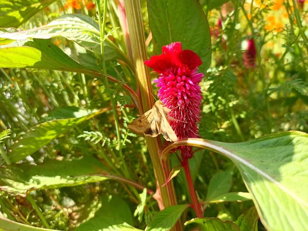Helicoverpa armigera is a species of Lepidoptera in the family Noctuidae: cotton bollworm, corn earworm, Old World (African) bollworm, scarce bordered straw. Celosia cristata, woolflower, cockscomb