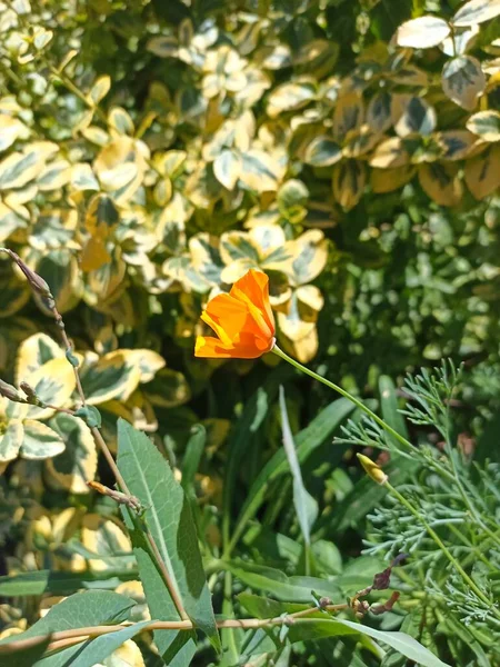 Eschscholzia Californica California Poppy Golden Poppy California Sunlight Cup Gold — Stock Photo, Image