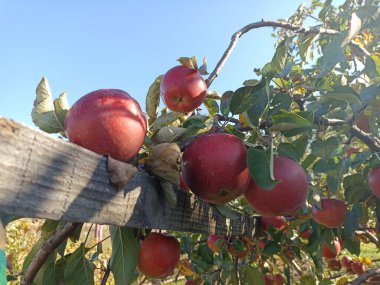 Elma bir elma ağacı (Malus domestica) tarafından üretilen yenilebilir bir meyvedir.)