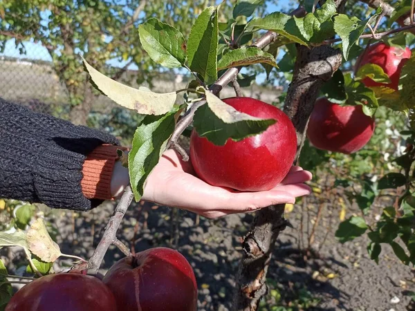 Elma bir elma ağacı (Malus domestica) tarafından üretilen yenilebilir bir meyvedir.)