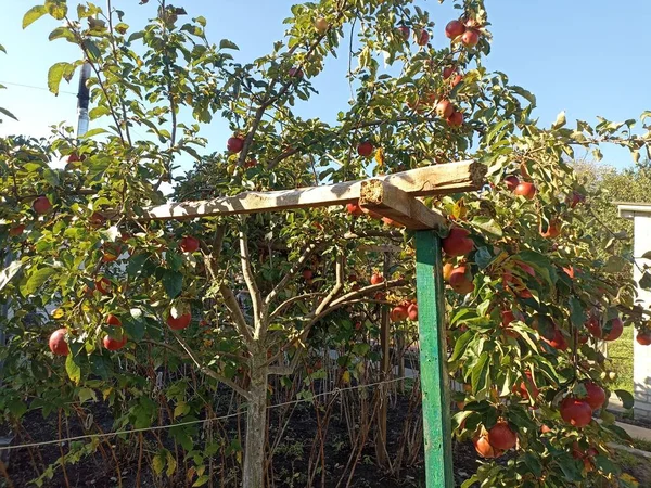 Elma bir elma ağacı (Malus domestica) tarafından üretilen yenilebilir bir meyvedir.)