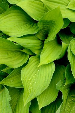 taze yeşil yaprakları çiğ damlaları ile