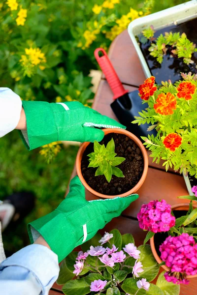 As mãos em luvas verdes plantam flores no pote — Fotografia de Stock