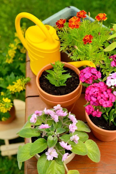 Blomkrukor och långtidsvattnande kruka i grönskande trädgård — Stockfoto