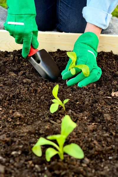 Close-up hands in gloves planting sprout — Stock Photo, Image
